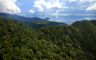 Daintree Rainforest
