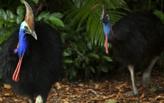 Cassowaries