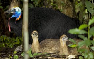 Daintree cassowaries