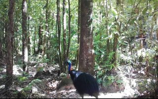 Daintree Camera Trap Report 1