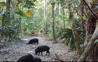 Daintree Camera Trap Report 1