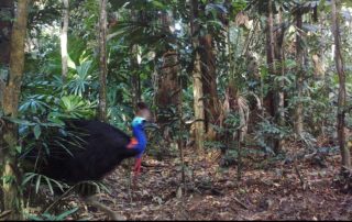 Camera Traps - May 2020