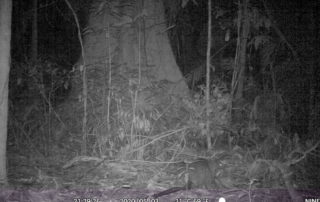 Camera Traps - May 2020