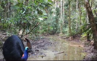 Camera Traps June 2020