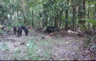 Camera Traps June 2020