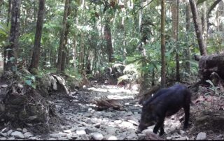 Camera Traps - August 2020
