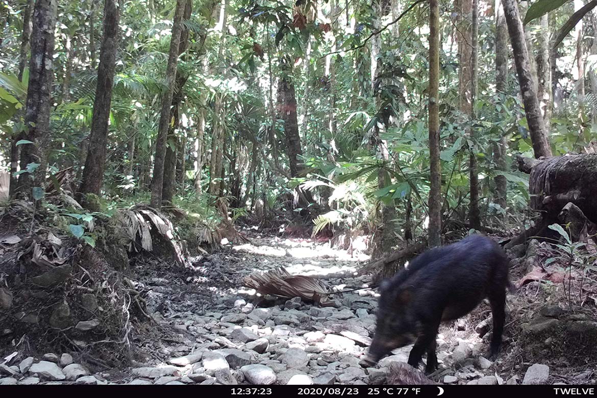 Camera Traps - August 2020