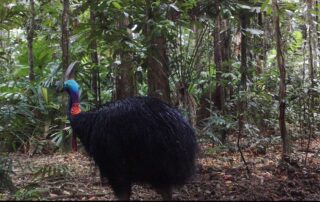 Camera Traps - August 2020