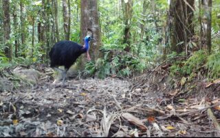 Camera Traps - October 2020