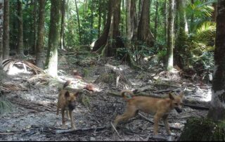 Camera Traps - October 2020