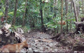 Camera Traps - Dec 2020