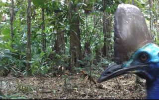 Camera Traps - Dec 2020