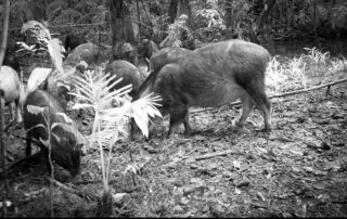 camera traps january 2021