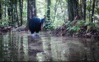 camera traps january 2021