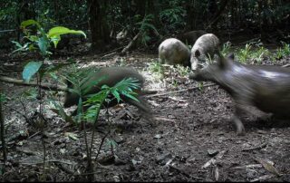 Camera Traps - February 2021