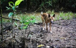 Camera Traps - February 2021