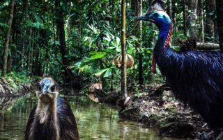 Camera Traps - February 2021