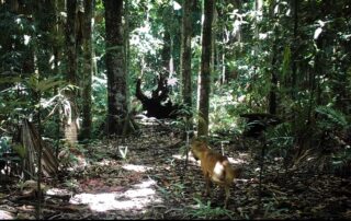 Camera Traps - April 2021