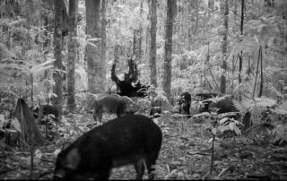 Camera Traps - April 2021