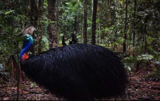 Camera Traps - April 2021