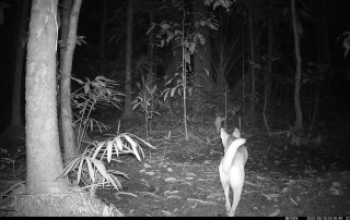 Camera Traps - May 2021