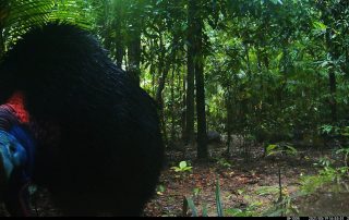 Camera Traps - May 2021