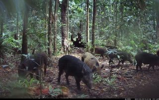Camera Traps - May 2021