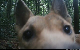 Camera Traps - August 2021