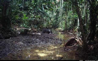 Camera Traps - September 2021