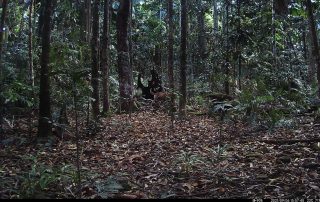 Camera Traps - September 2021