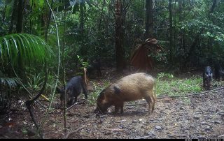 Camera Traps - August 2021