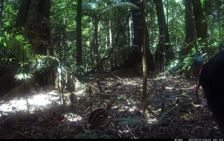 Camera Traps - September 2021