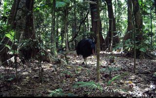 Camera Traps - October 2021