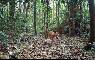 Camera Traps - November 2021