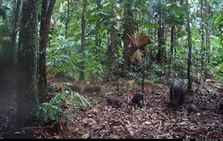 Camera Traps - November 2021