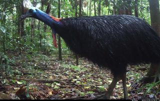 Camera Traps - November 2021