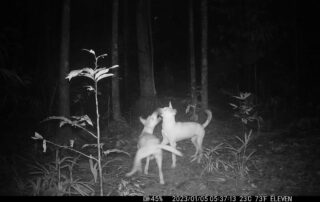 Camera Traps - January 2023
