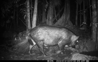 Camera Traps - January 2023
