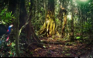 Camera Traps - February 2022