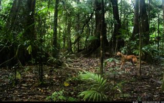Camera Traps - April 2022