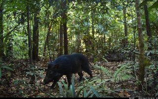 Camera Traps - June 2022