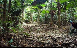 Camera Traps - June 2022