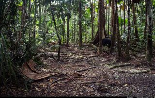 Camera Traps - June 2022