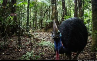 Camera Traps - June 2022