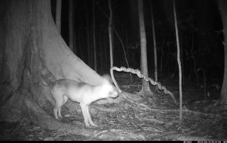 Camera Traps - June 2022
