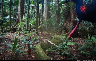 Camera Traps - June 2022