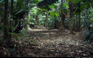 Camera Traps - June 2022