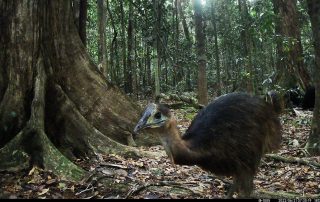 Camera Traps - June 2022