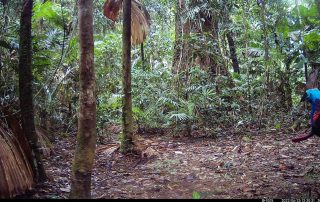 Camera Traps - June 2022