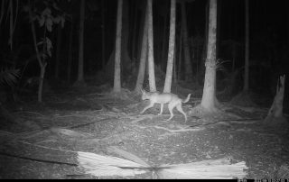 Camera Traps - August 2022